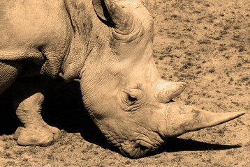 The white rhinoceros or square-lipped rhinoceros cub is the largest extant species of rhinoceros.  It has a wide mouth used for grazing and is the most social of all rhino species © Daniel Meunier