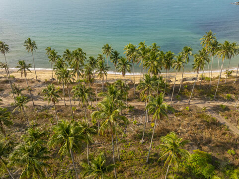 Aerial view of Wai Chaek Beach featuring a dense grove of palm trees along the sandy coastline with turquoise sea waters in Koh Chang Tai, Trat, Thailand.