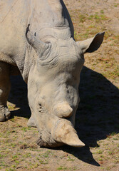 The white rhinoceros or square-lipped rhinoceros cub is the largest extant species of rhinoceros.  It has a wide mouth used for grazing and is the most social of all rhino species © Daniel Meunier