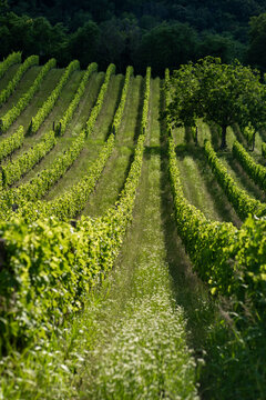 View of rows of lush green grapevines in a vineyard with a single tree and grassy paths under bright sunlight in Cerevic, Vojvodina, Serbia.
