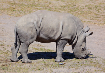 The white rhinoceros or square-lipped rhinoceros cub is the largest extant species of rhinoceros. It has a wide mouth used for grazing and is the most social of all rhino species