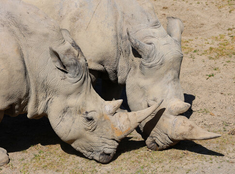 The white rhinoceros or square-lipped rhinoceros is the largest extant species of rhinoceros.  It has a wide mouth used for grazing and is the most social of all rhino species