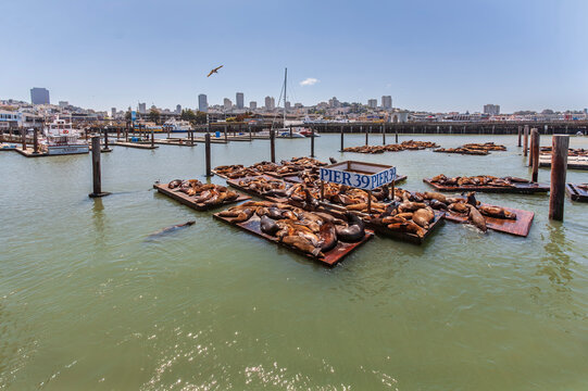 California sea lions resting on wooden platforms at Pier 39 in San Francisco