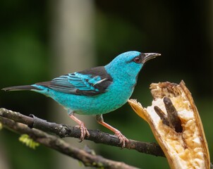 blue tit on a branch © Mubin