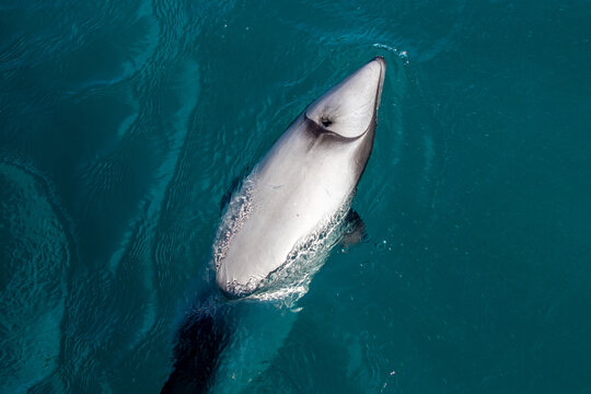 Aerial view of a Hector's dolphin swimming in the clear blue waters of Banks Peninsula, New Zealand.