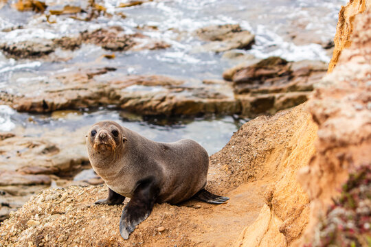 View of a New Zealand fur seal resting on a rocky cliff edge overlooking the ocean in Banks Peninsula, New Zealand.