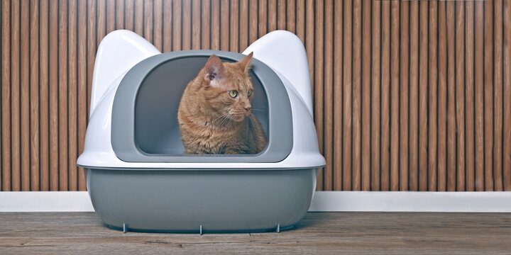 Orange cat sitting in a litter box and looking sideways. Panoramic image with copy space.	