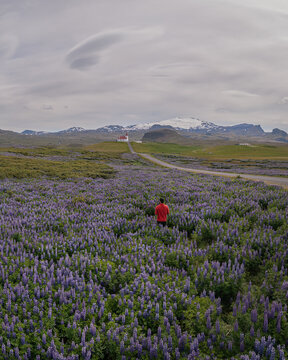 Aerial view of Ingjaldsholl Church surrounded by purple lupine flowers with a person in a red shirt standing in the foreground in Hellissandur, Snaefellsbaer, Iceland.