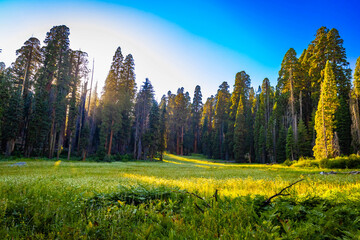 Obraz premium Crescent Meadow glows vibrant at Sequoia sunset