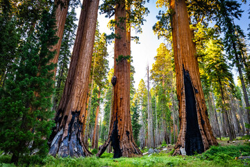 Fototapeta premium Giant sequoias glow at High Sierra Trailhead sunset