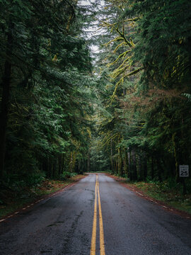 View of a wet asphalt road winding through a dense, mossy evergreen forest with towering pine trees and a speed limit sign in Port Angeles, Washington, United States.