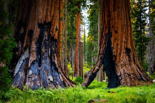 Giant sequoia base next to green Crescent Meadow in Sequoia National Park California