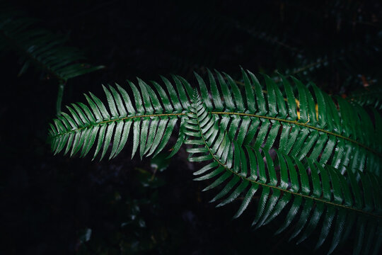 View of vibrant green fern leaves with a glossy texture in a dark forest setting in Port Angeles, Washington, United States.
