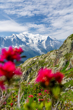View of the vibrant pink rhododendrons in the foreground with the snow-capped Mont Blanc massif and Lac Blanc in the background in Chamonix, Auvergne-Rhone-Alpes, France.
