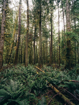 View of a dense temperate rainforest with towering coniferous trees, moss-covered bark, and a lush forest floor covered in ferns in Port Angeles, Washington, United States.