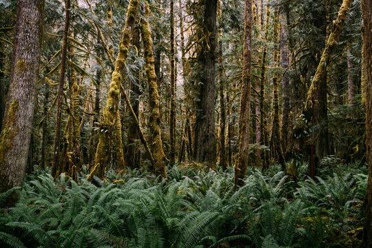View of a lush temperate rainforest floor covered in dense green ferns with towering moss-covered trees in Port Angeles, Washington, United States.