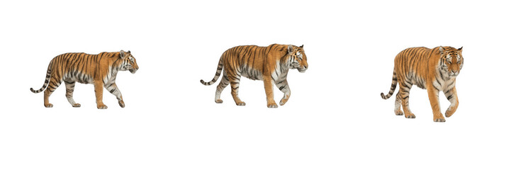 Obraz premium Three Majestic Walking Tigers Isolated on White Background Stock Photo PNG