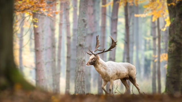 View of a fallow deer with large antlers walking through an autumn forest with golden leaves and tall pine trees in Debrzno, Pomeranian Voivodeship, Poland.