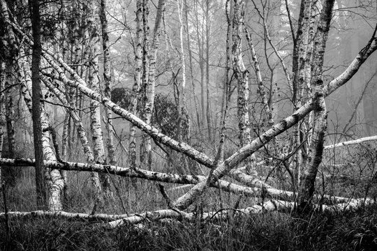 View of birch trees in a misty forest with fallen trunks and dense fog in Debrzno, Pomeranian Voivodeship, Poland.