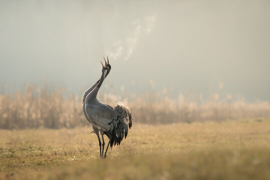 View of two common cranes calling in a misty field with visible breath in the cold morning air in Debrzno, Pomeranian Voivodeship, Poland.