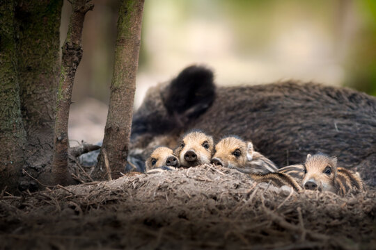 View of wild boar piglets resting in a den with an adult boar in the background in Debrzno, Pomeranian Voivodeship, Poland.