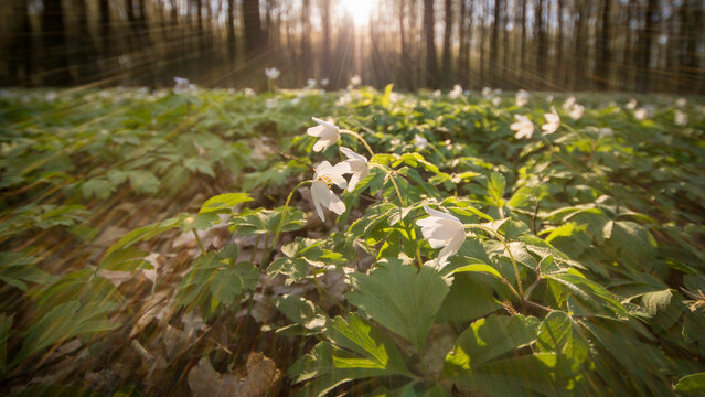 View of white wood anemone flowers blooming on the forest floor with sunlight filtering through the trees in Debrzno, Pomeranian Voivodeship, Poland.