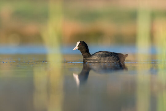 View of a Eurasian coot swimming in calm water with a clear reflection and soft blurred background in Debrzno, Pomeranian Voivodeship, Poland.