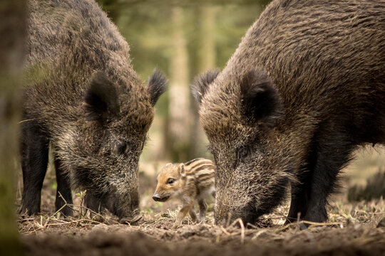 View of two adult wild boars and a small striped piglet foraging on the forest floor in Debrzno, Pomeranian Voivodeship, Poland.