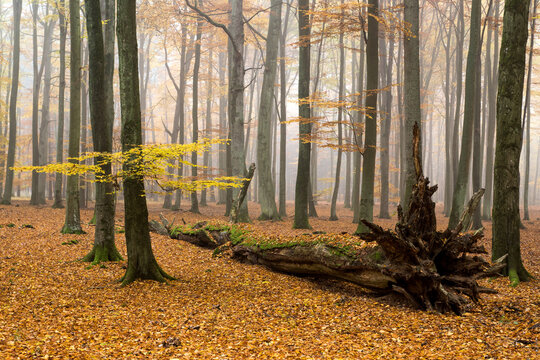 View of a serene autumn forest with a fallen mossy tree trunk, surrounded by tall trees and a carpet of golden leaves under a soft misty sky in Debrzno, Pomeranian Voivodeshi, Poland.