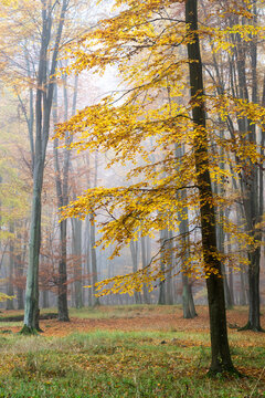 View of a misty autumn forest with vibrant yellow leaves on the trees and a carpet of fallen foliage on the ground in Debrzno, Pomeranian Voivodeship, Poland.