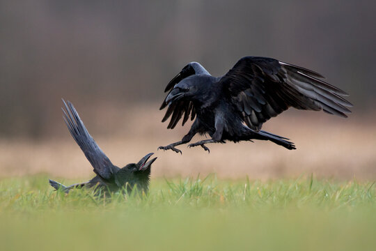View of two ravens interacting in a grassy field with one bird landing near another on the ground in Debrzno, Pomeranian Voivodeship, Poland.