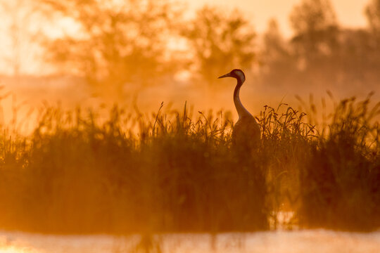 View of a common crane standing in tall marsh grass during a golden sunrise in Debrzno, Pomeranian Voivodeship, Poland.