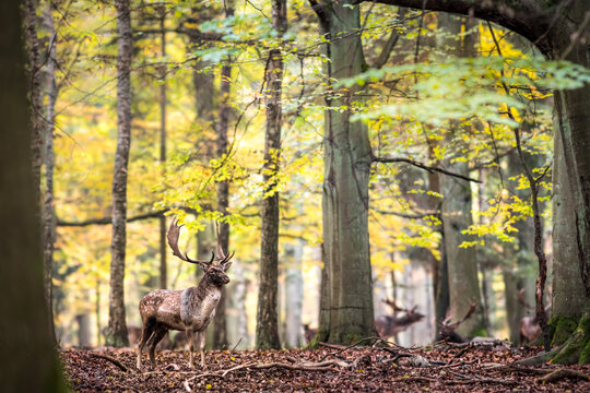 View of a fallow deer stag standing in an autumn forest with golden foliage and fallen leaves in Debrzno, Pomeranian Voivodeship, Poland.