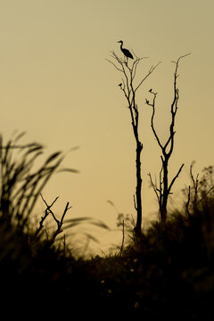 View of a bird silhouette perched on a dead tree against a golden sunset sky in Debrzno, Pomeranian Voivodeship, Poland.