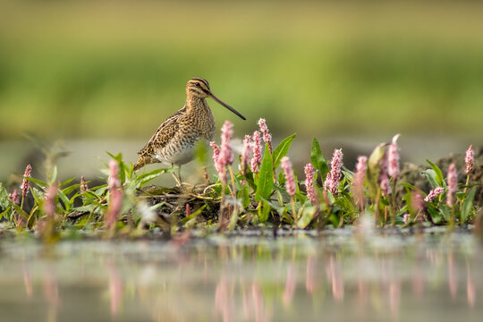 View of a common snipe standing among pink flowers in a wetland habitat in Debrzno, Pomeranian Voivodeship, Poland.