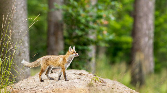View of a young red fox standing on a sandy mound in a forest in Debrzno, Pomeranian Voivodeship, Poland.