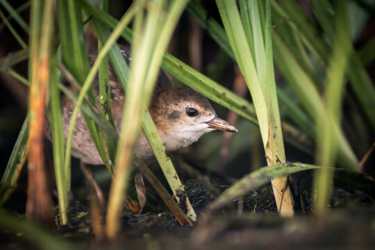 View of a small bird hiding among tall green reeds near the water in Debrzno, Pomeranian Voivodeship, Poland.