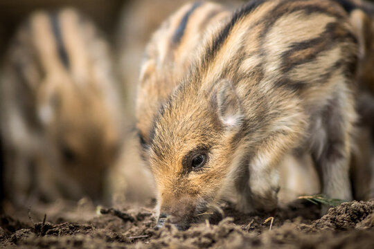 View of wild boar piglets with striped fur foraging in the soil in Debrzno, Pomeranian Voivodeship, Poland.