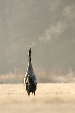 View of a common crane calling out in a field with visible breath vapor in the cold morning air, Debrzno, Pomeranian Voivodeship, Poland.