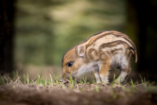 View of a striped wild boar piglet foraging in the grass in Debrzno, Pomeranian Voivodeship, Poland.