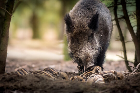 View of a wild boar sow with her striped piglets foraging in the forest in Debrzno, Pomeranian Voivodeship, Poland.