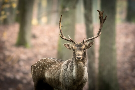 View of a fallow deer with antlers standing in a forest with blurred trees in the background Debrzno, Pomeranian Voivodeship, Poland.