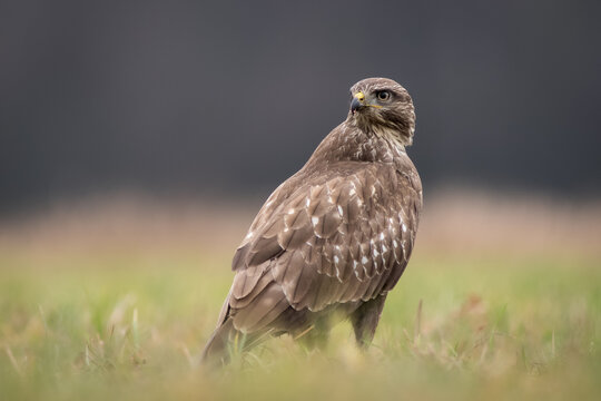 View of a common buzzard standing in a grassy field and looking over its shoulder in Debrzno, Pomeranian Voivodeship, Poland.