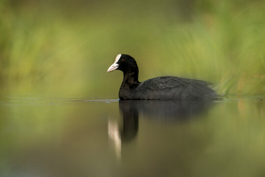 View of a Eurasian coot swimming in a calm pond with its reflection visible on the water surface, surrounded by soft green vegetation in Debrzno, Pomeranian Voivodeship, Poland.