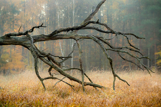 View of a gnarled, fallen tree branch resting in a field of tall, dry grass with a misty autumn forest in the background in Debrzno, Pomeranian Voivodeshi, Poland.