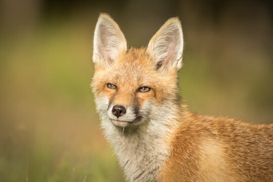 View of a young red fox with alert ears and soft fur standing in a grassy field in Debrzno, Pomeranian Voivodeship, Poland.