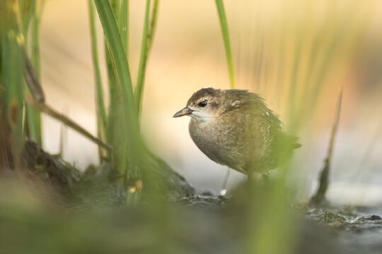 View of a small bird standing among tall green reeds in a wetland area in Debrzno, Pomeranian Voivodeship, Poland.