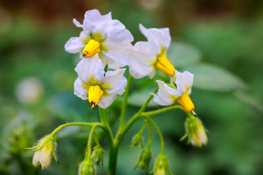 Bright white flowers with yellow centers grow potato plants in garden surrounded by green plants in spring