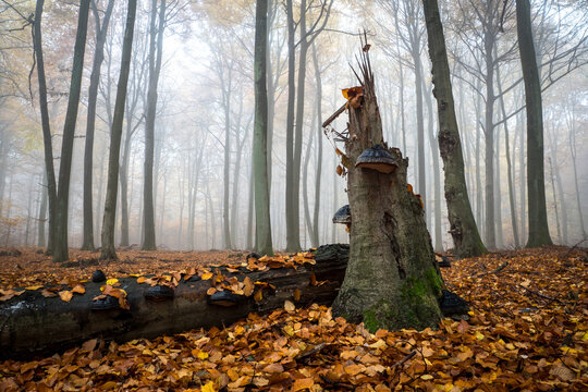 View of a decaying tree stump covered in bracket fungi amidst a misty autumn forest floor blanketed with fallen leaves in Debrzno, Pomeranian Voivodeship, Poland.