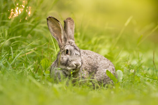 View of a grey rabbit sitting in the lush green grass during a sunny day in Debrzno, Pomeranian Voivodeship, Poland.